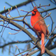 A picture of a cardinal I took by putting my iPhone up to my binoculars